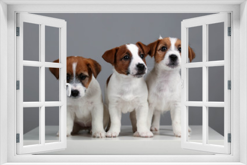 Fototapeta Naklejka Na Ścianę Okno 3D - Three tiny dogs. Gray background