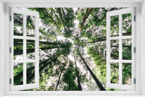 Fototapeta Naklejka Na Ścianę Okno 3D - Pacific Northwest Canopy 