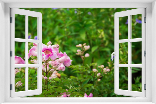 Fototapeta Naklejka Na Ścianę Okno 3D - Pink Trumpet Vine Blooming