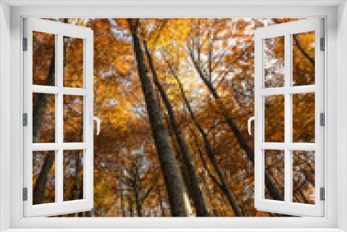 Fototapeta Naklejka Na Ścianę Okno 3D - Beautiful autumn forest