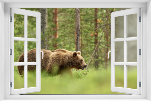 Fototapeta Naklejka Na Ścianę Okno 3D - Bear walking in the forest