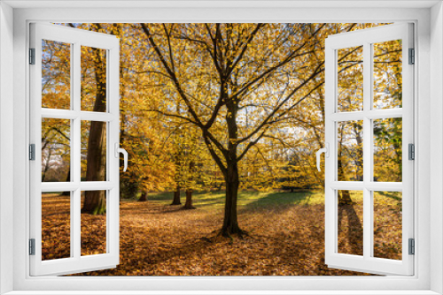 Fototapeta Naklejka Na Ścianę Okno 3D - Colourful Autumn Trees In The Park