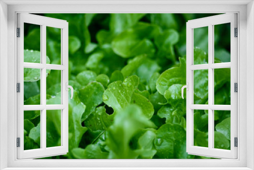 Fototapeta Naklejka Na Ścianę Okno 3D - Green salad close-up.