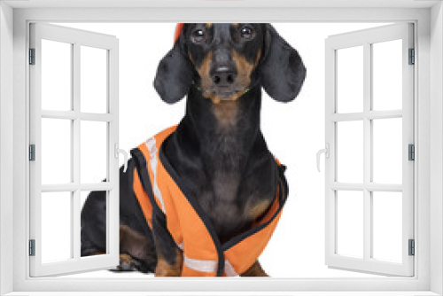 Fototapeta Naklejka Na Ścianę Okno 3D - Dachshund dog, black and tan,  in an orange construction vest and helmet isolated on white background
