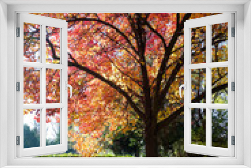 Fototapeta Naklejka Na Ścianę Okno 3D - Autumn Colorful Park