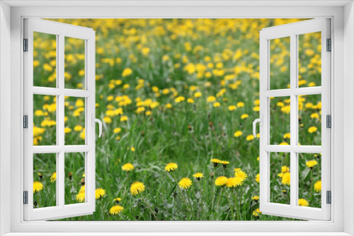 Fototapeta Naklejka Na Ścianę Okno 3D - Spring background of yellow dandelion meadow