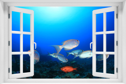 Fototapeta Naklejka Na Ścianę Okno 3D - Coral reef and fish