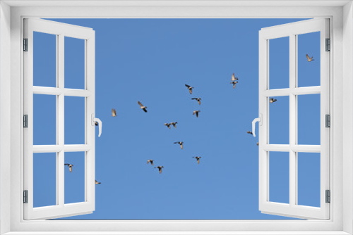 Fototapeta Naklejka Na Ścianę Okno 3D - Doves soaring against blue skies during migration season