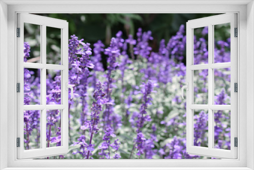 Fototapeta Naklejka Na Ścianę Okno 3D - Lavender