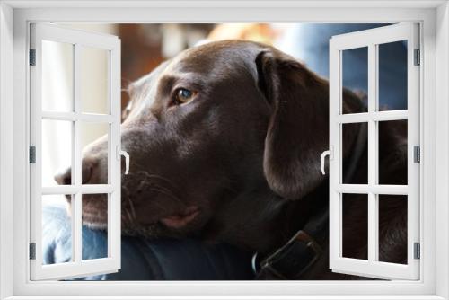 Fototapeta Naklejka Na Ścianę Okno 3D - Labrador portrait
