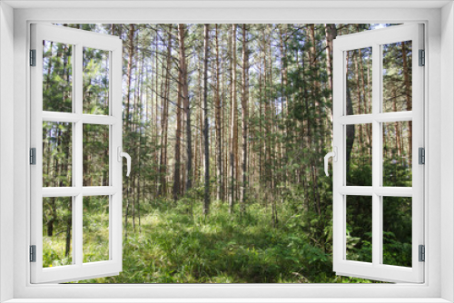 Fototapeta Naklejka Na Ścianę Okno 3D - Sunny forest