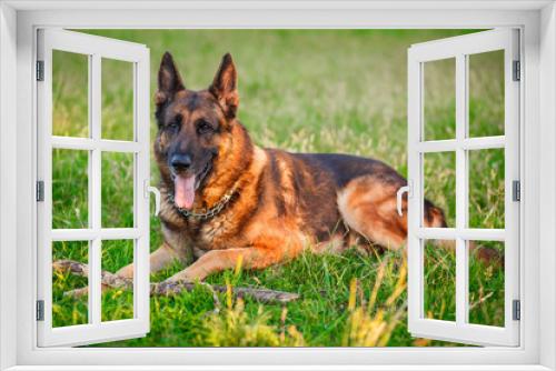 Fototapeta Naklejka Na Ścianę Okno 3D - German Shepherd dog lying in the autumn forest