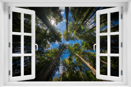 Fototapeta Naklejka Na Ścianę Okno 3D - Redwood trees