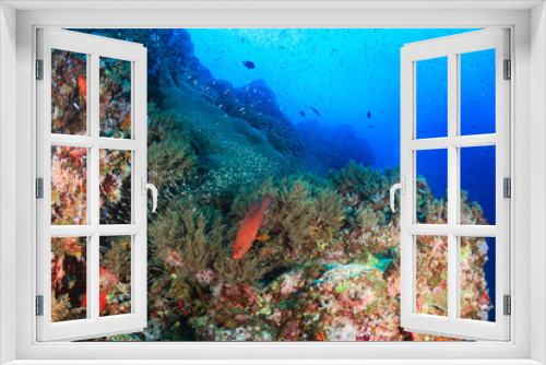 Fototapeta Naklejka Na Ścianę Okno 3D - Coral Grouper on a tropical coral reef