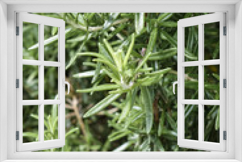 Fototapeta Naklejka Na Ścianę Okno 3D - Rosemary bush