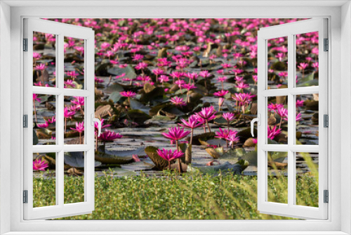 Fototapeta Naklejka Na Ścianę Okno 3D - Pink lotus field