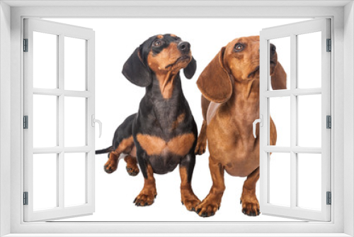 Fototapeta Naklejka Na Ścianę Okno 3D - Two dachshund dog  over white background