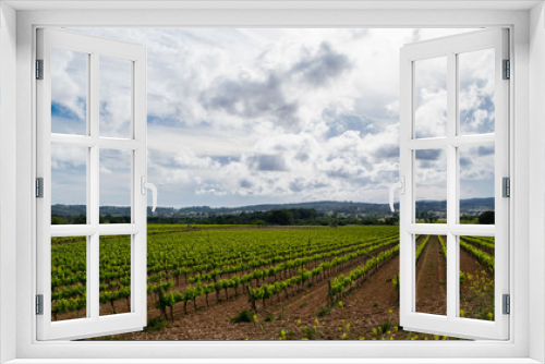 Fototapeta Naklejka Na Ścianę Okno 3D - Field of grape vines early spring in Catalonia, Spain