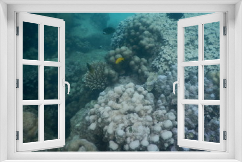 Fototapeta Naklejka Na Ścianę Okno 3D - beautiful colorful coral reef in sea