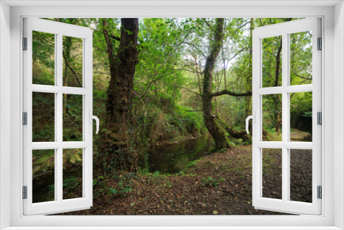 Fototapeta Naklejka Na Ścianę Okno 3D - Landscape of a green forest in Asturias, Spain. 
