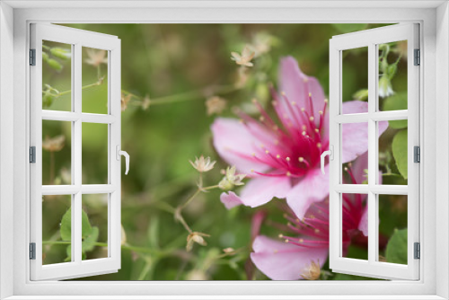 Fototapeta Naklejka Na Ścianę Okno 3D - Blossom on the Grassy Ground