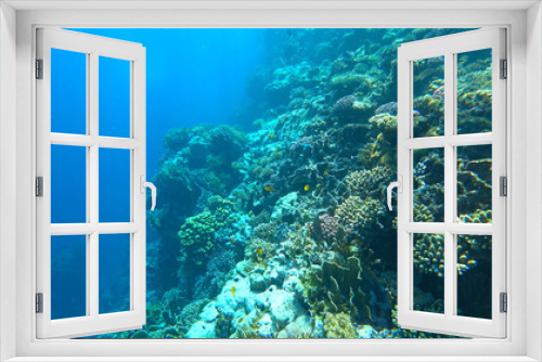 Fototapeta Naklejka Na Ścianę Okno 3D - beautiful coral reef