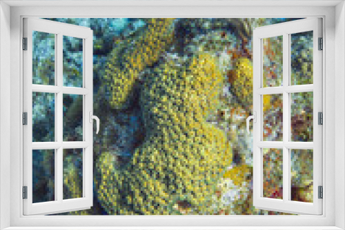 Fototapeta Naklejka Na Ścianę Okno 3D - Coral encrusting sponge