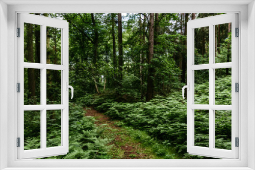 Fototapeta Naklejka Na Ścianę Okno 3D - Waldspaziergang im Sommer