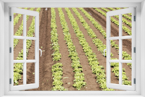 Fototapeta Naklejka Na Ścianę Okno 3D - Field with Lettuce plants