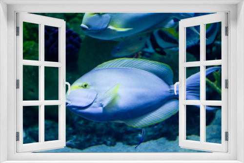 Fototapeta Naklejka Na Ścianę Okno 3D - Surgeonfish (Acanthurus sp.) relaxing with Cleaner Wrassse.