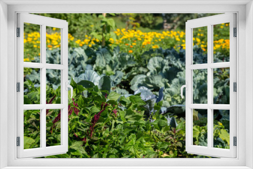 Fototapeta Naklejka Na Ścianę Okno 3D - Organic and colorful vegetable garden in summer cultivated with amaranth, broccoli, cabbage and marigold 