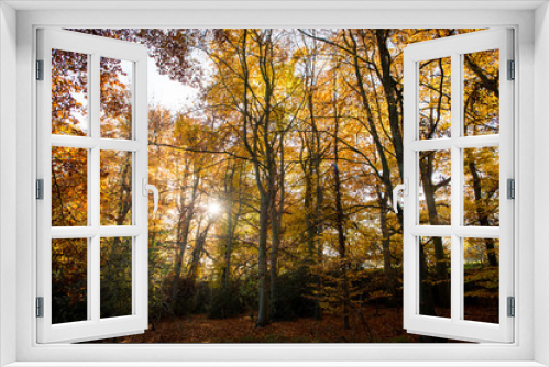 Fototapeta Naklejka Na Ścianę Okno 3D - Autumn Gold Glade