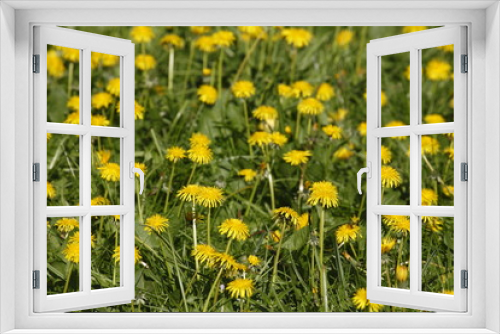 Fototapeta Naklejka Na Ścianę Okno 3D - Blumenwiese mit gelben Löwenzahnblumen
