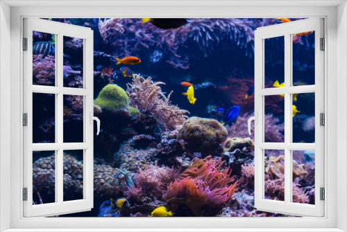 Fototapeta Naklejka Na Ścianę Okno 3D -  tropical Fish. Underwater world landscape