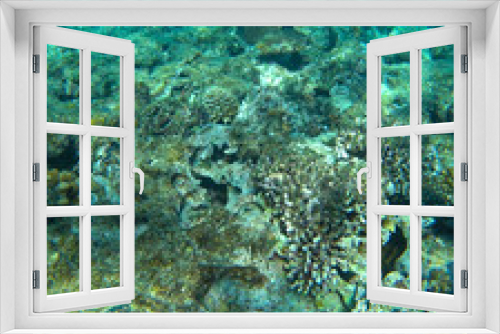 Fototapeta Naklejka Na Ścianę Okno 3D - red sea and coral reef