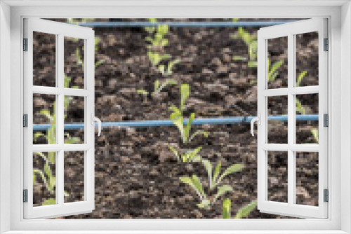 Fototapeta Naklejka Na Ścianę Okno 3D - Grow up young salad rows of agricultural farming field, landscape