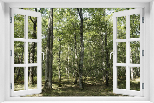 Fototapeta Naklejka Na Ścianę Okno 3D - Au coeur de la forêt de chênes de Tronçais dans l'Allier