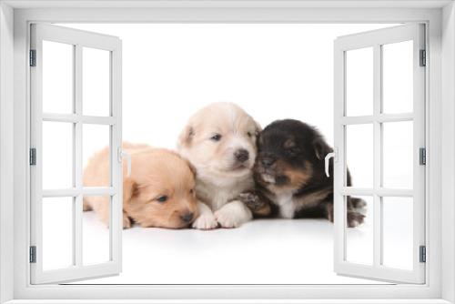 Fototapeta Naklejka Na Ścianę Okno 3D - Three Pomeranian Newborn Puppies With Eyes Open