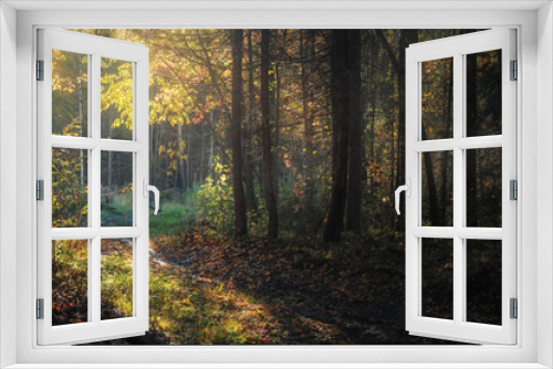 Fototapeta Naklejka Na Ścianę Okno 3D - sunny day in autumn forest