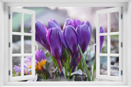 Fototapeta Naklejka Na Ścianę Okno 3D - Krokus kwiat wiosny