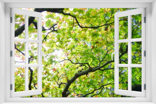 Fototapeta Naklejka Na Ścianę Okno 3D - 鎌倉の紅葉