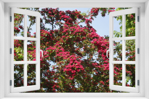 Fototapeta Naklejka Na Ścianę Okno 3D - rote Baumblüten auf  Baumzweigen