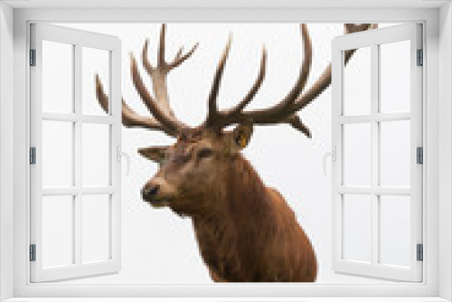 Fototapeta Naklejka Na Ścianę Okno 3D - Red deer stags herd on the meadow