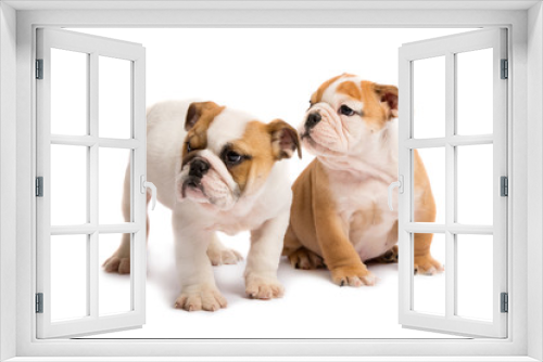 Fototapeta Naklejka Na Ścianę Okno 3D - Two English bulldog puppies playing in front of a white background
