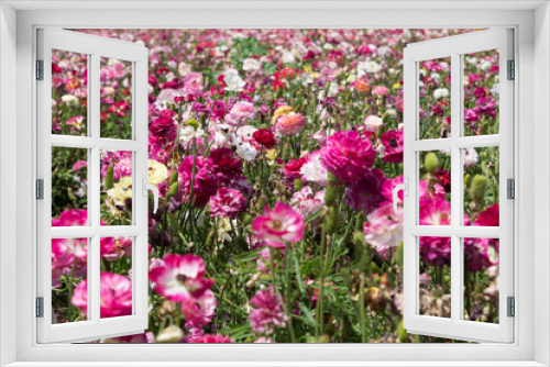 Fototapeta Naklejka Na Ścianę Okno 3D - Pink Field
