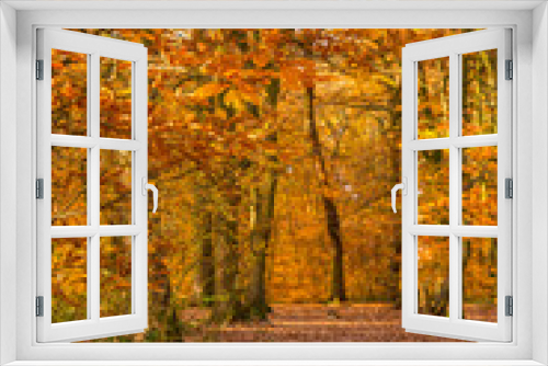 Fototapeta Naklejka Na Ścianę Okno 3D - Autumn Woods