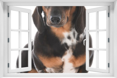 Fototapeta Naklejka Na Ścianę Okno 3D - miniature dachshund sitting