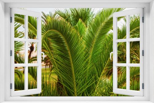 Fototapeta Naklejka Na Ścianę Okno 3D - Green palm tree is on the beach