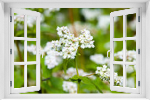 Fototapeta Naklejka Na Ścianę Okno 3D - Wild flowers in garden