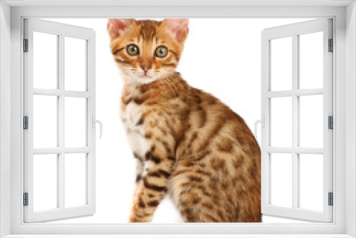 Fototapeta Naklejka Na Ścianę Okno 3D - Bengal kitten